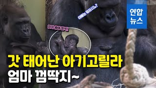 태어난지 일주일 새끼 고릴라…엄마 배에 매달려 종일 졸다 깨다 / 연합뉴스 (Yonhapnews)