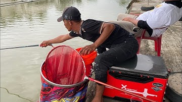 Cẩu gạt cá chép bằng cần 15h | Cám N6 Cá Chép phiên bản mới có bột kích chép bên trong