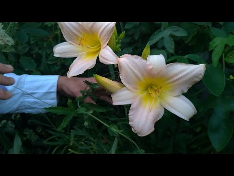 Gün Güzeli (Hemerocallis)