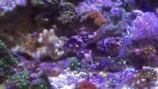 Dwarf Cuttlefish Feeding on Ghost Shrimp