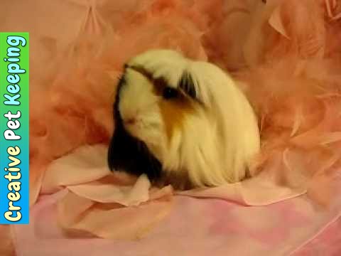 critter corral guinea pig rescue