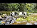 Forest stream  river water sounds  4k ambient relaxing nature  omnihour