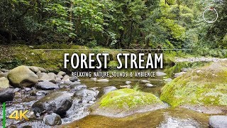 Forest Stream | River Water Sounds | 4K Ambient Relaxing Nature Video | OmniHour