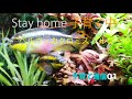 CHIMO_AQUA_08 ペルヴィカクロミスプルケール子育て通信01