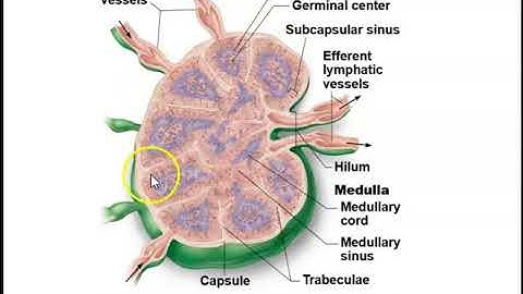 Human Anatomy Lecture  Ch 21 The Lymphatic and Immune Systems