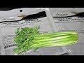 Salt, Cures, and Vegetable Powders---Part 3: Celery Juice Powder