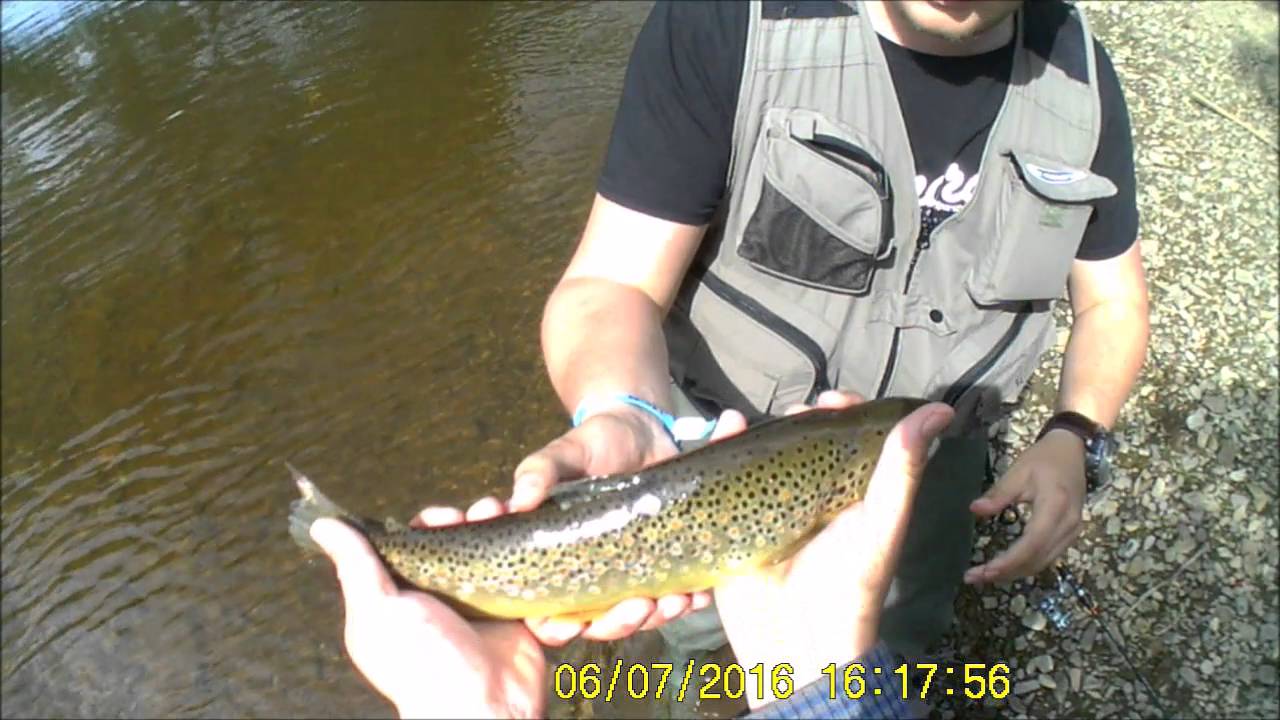 peche truite wallonie