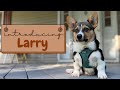 Introducing Larry!