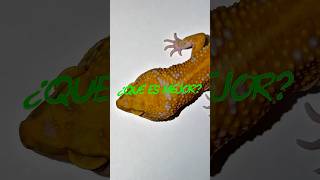 ¿Que es mejor un gecko leopardo o cualquier otro reptil?