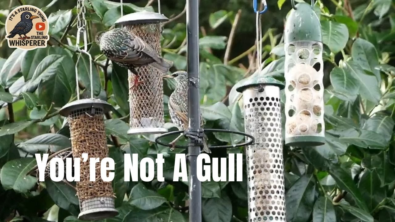 You're Not A Gull. Starling During The BIG Bird Watch Filming.. 