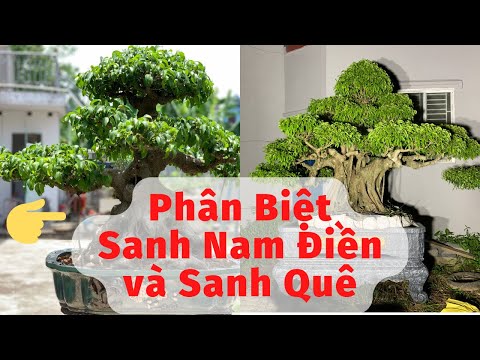 Phân biệt sanh