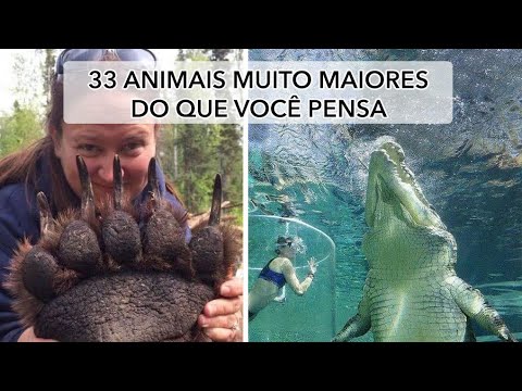 33 comparações que mostram quão gigantes são certos animais