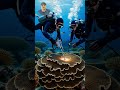 Air vs Invasive Coral 😲🌊