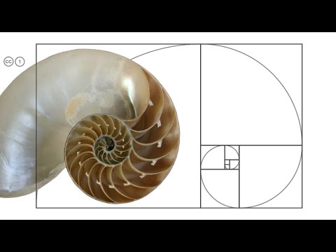 Proportion Graphics Design Composition What Is Proportion In Graphic Design