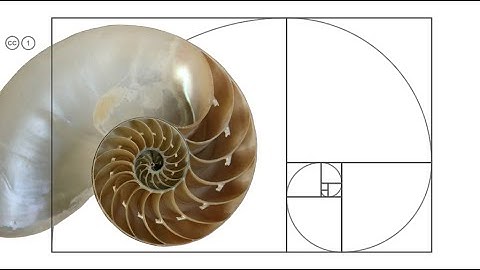 Proportion in Graphic Design