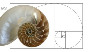 Proportion in Graphic Design