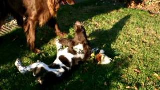 pratende honden screenshot 4