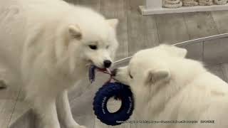 Samoyed Dog Cafe [Samoyed Cafe moffu harajuku] in Tokyo, Japan - 8/4/2026
