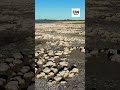 IMAGENS: Lagoa no RJ impressiona com estruturas formadas por microrganismos há bilhões de anos