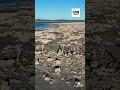 IMAGENS: Lagoa no RJ impressiona com estruturas formadas por microrganismos há bilhões de anos