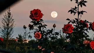 Sunami - Kim İtirmir Ki Bu Dünyada,