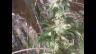 CheeseBerry week 5