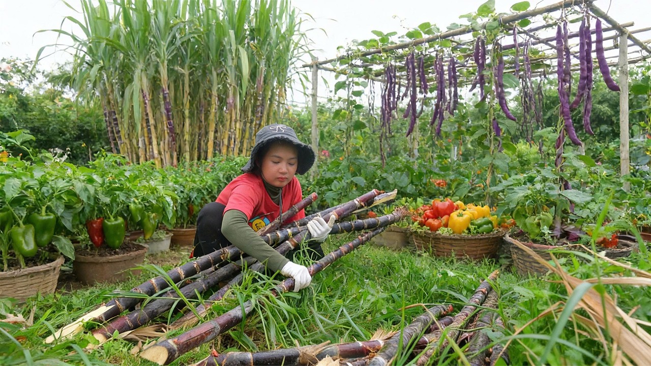 Harvest Farm Produce: Sugarcane, Yardlong Beans, Bell Peppers, Longan To Sell And Cook With Them
