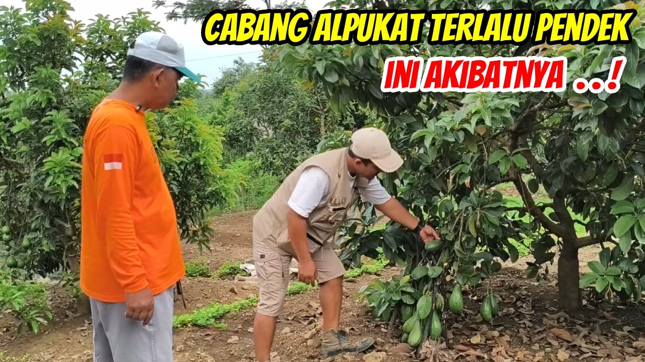 JANGAN BIARKAN CABANG ALPUKAT PENDEK! Ini Akibat Fatal yang Sering Terjadi
