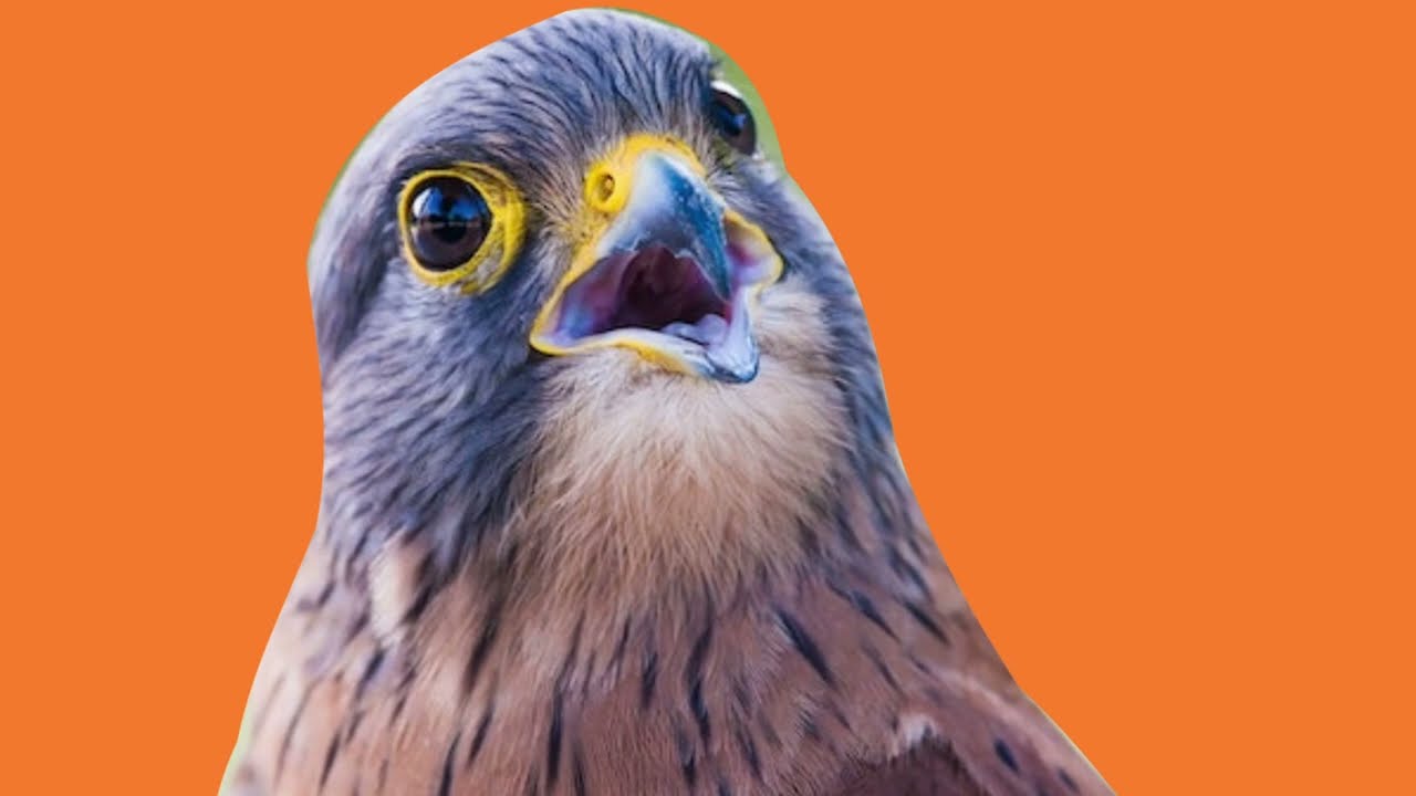 Como cortar imagem/foto no inkscape (3 formas de cortar)