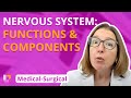 Nervous System: Functions & Components 🧠