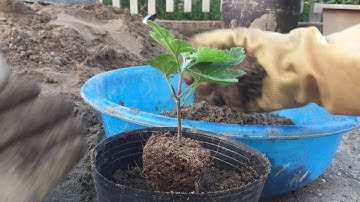 Cách trồng cây cúc cổ SƠN LA và cách tạo dáng cho cây