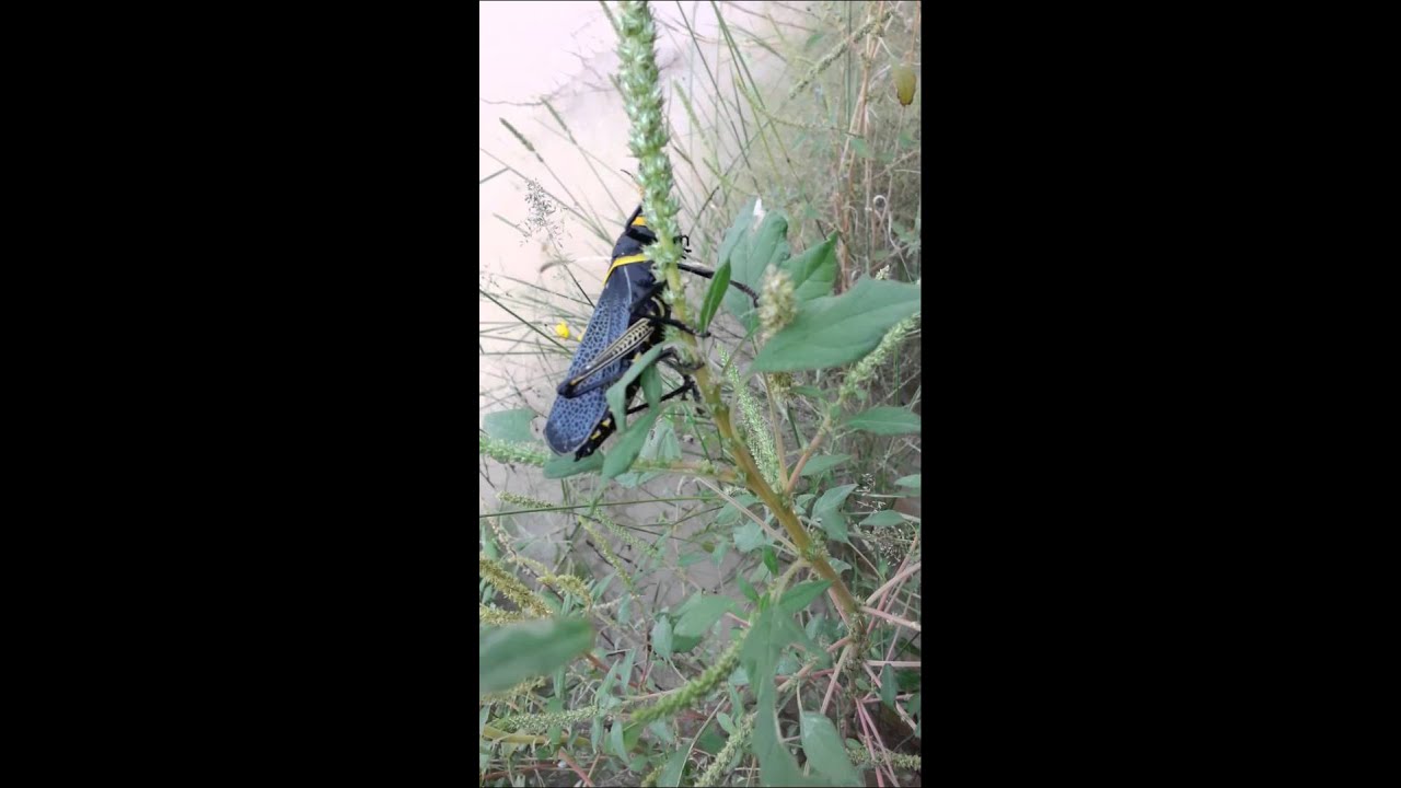 How to kill a YouTube