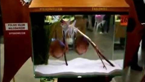 Hồ Cá Thần Tiên Đẹp - Thiên Đường Cá Cảnh