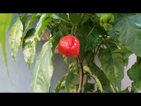 Video: Maklumat Lada Panas Carolina Reaper – Menanam Lada Carolina Reaper