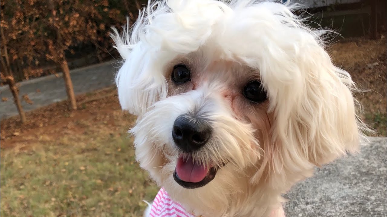 My Dog 🐩 hiding from getting sunburn🌞 | #patdiaryvlog43 