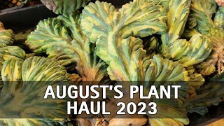 August's Plant Haul 2023 by Thang Plants 499 views 8 months ago 11 minutes, 45 seconds