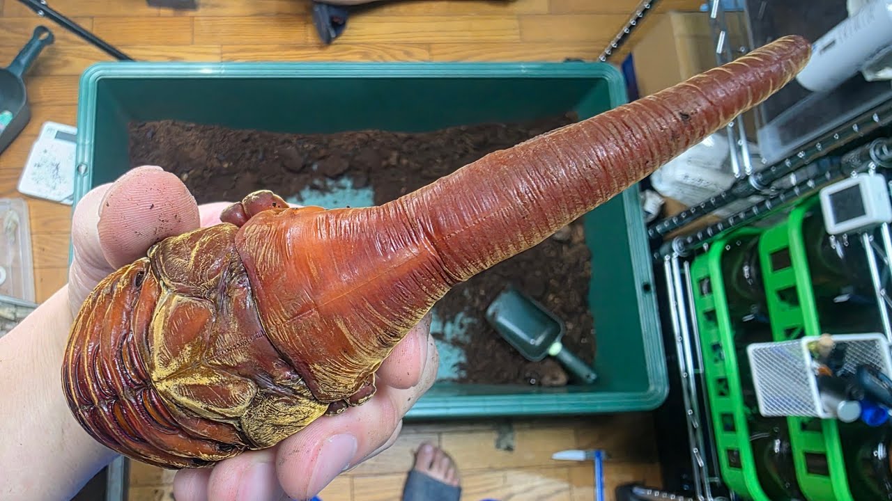 A monster appeared when I was exchanging food for Hercules beetle