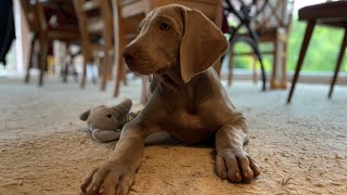 Die Weimaraner Welpen  Woche 11 Merkel allein  alles ist anders