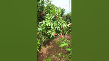 Vải Thiều Lục Ngạn bắt đầu vào mùa thu hoạch 🥰#lucngan #bacgiang #vaithieulucngan