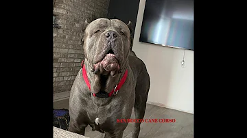 Cane Corso Puppy choosing - things to consider.