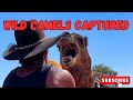 The search for the wild camels. Part 2.