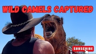 The search for the wild camels. Part 2.