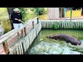 Catching monster amazon fish in floating aquarium pond