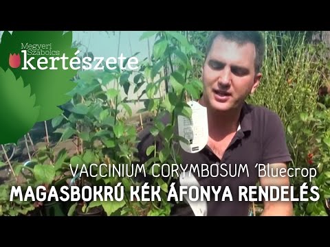 Videó: Az amerikai áfonyabokor információi – Hogyan termessünk amerikai áfonyát a kertben