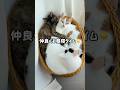仲良くお昼寝タイムの猫たち #shorts