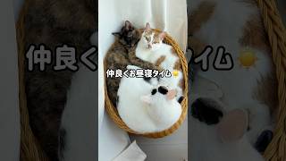 仲良くお昼寝タイムの猫たち #shorts