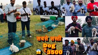 Biggest dog market in Punjab: A look at the top 10 selling breeds of dogs #puppy #dog