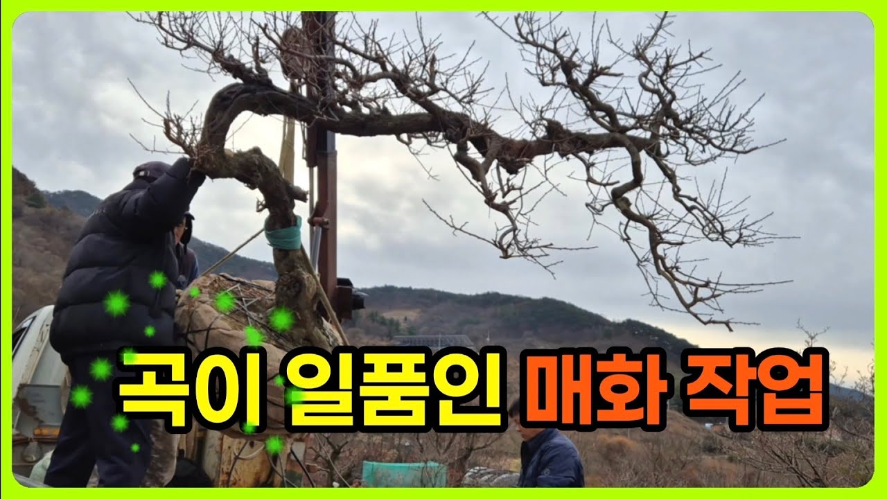 매화 특수목의 고공행진 