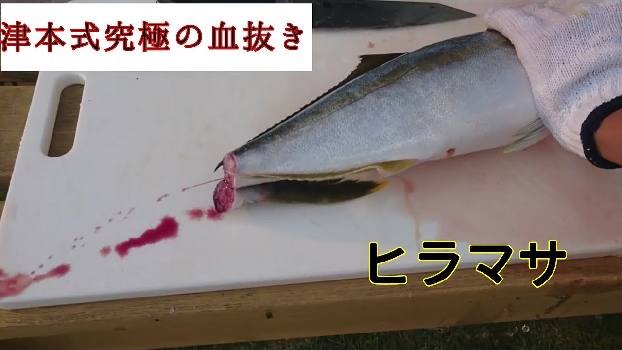 15 津本式究極の血抜き練習 ヒラマサ ホースで血抜き 初めての津本式包丁使用 熟成処理方法 Youtube