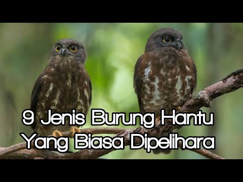 9 Jenis Burung Hantu  Yang Biasa Dipelihara YouTube